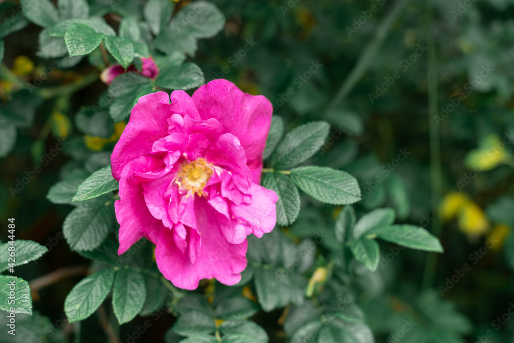 pink rose flower with green branches. natural background