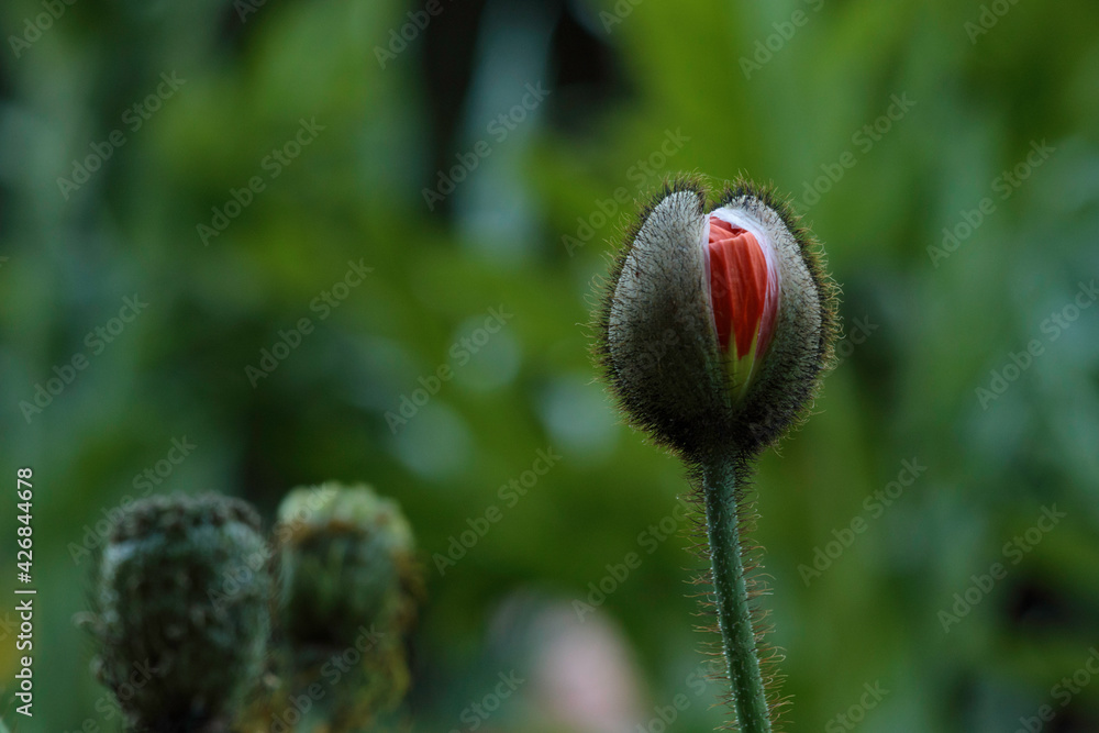 Obraz premium 久里浜花の国で見られる自然の造形、美しい草木