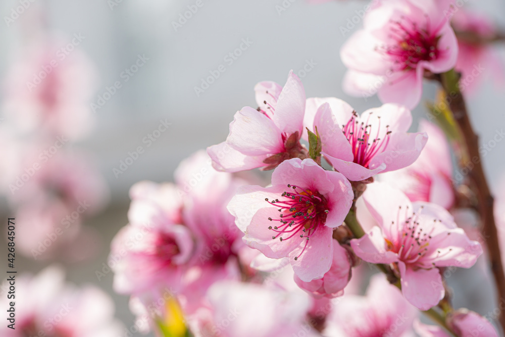 Close-up of pink and white blossoms of a peach tree