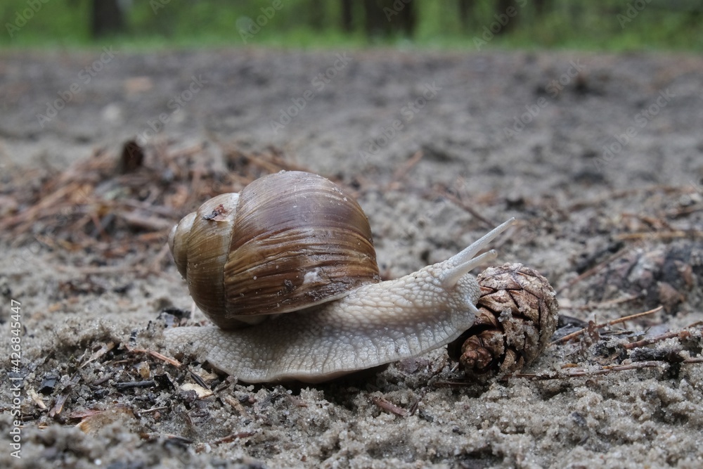 Helix pomatia on the road in forest. Common names the Roman snail, Burgundy snail, edible snail or escargot. Helix pomatia on the road in forest. Common names the Roman snail, Burgundy snail, edible snail or escargot.