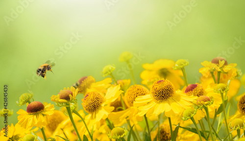 Fototapeta Naklejka Na Ścianę i Meble -  Nature summer Background with Bee collects nectar