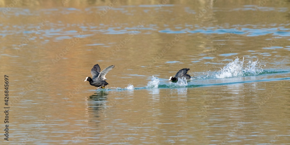 flight of macroule coot on a lake flight of macroule coot on a lake