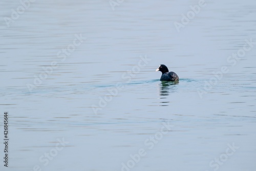 view of macroule coot on a lake