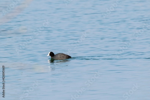 view of macroule coot on a lake