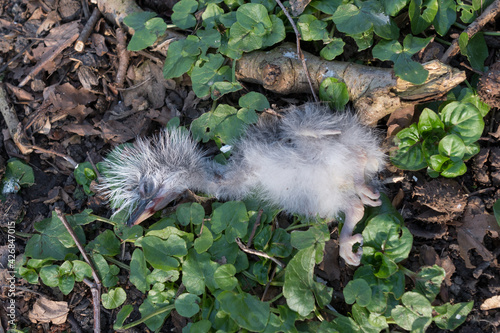 A baby Great grey heron found dead, thrown from the nest by its parents. Herons themselves throw the weaklings out of the nest and raise the strongest.