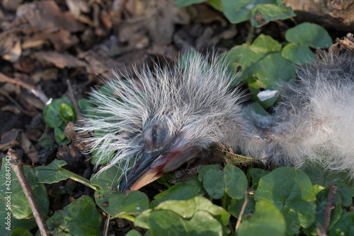 A baby Great grey heron found dead, thrown from the nest by its parents. Herons themselves throw the weaklings out of the nest and raise the strongest.