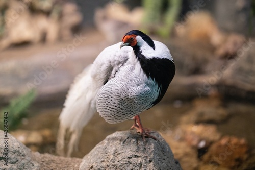 a bird spreading and looking on its wings