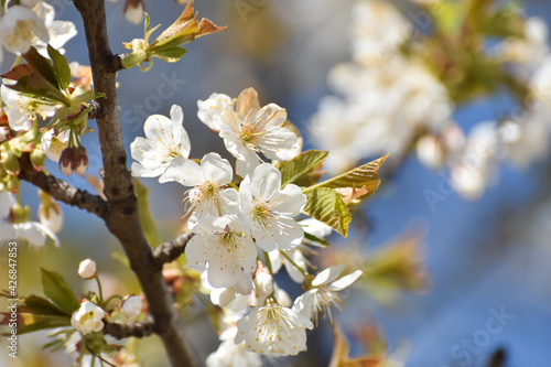 Spring Background, flowers of the cherry blossoms.Blooming cherry tree in spring time