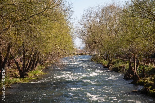 beautiful green trees in the forest beside the river