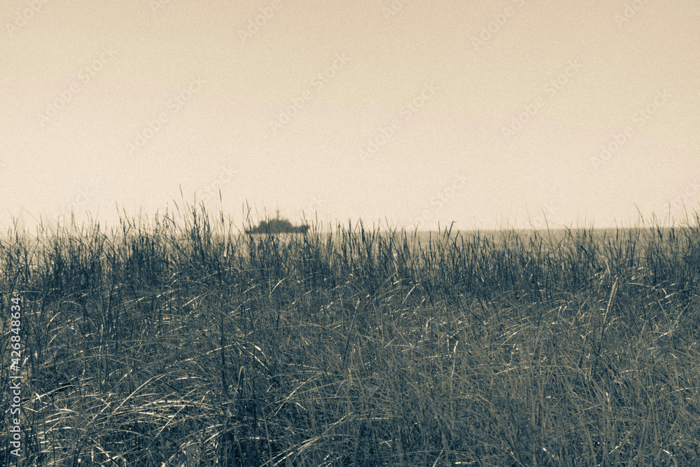 Obraz premium field of wheat