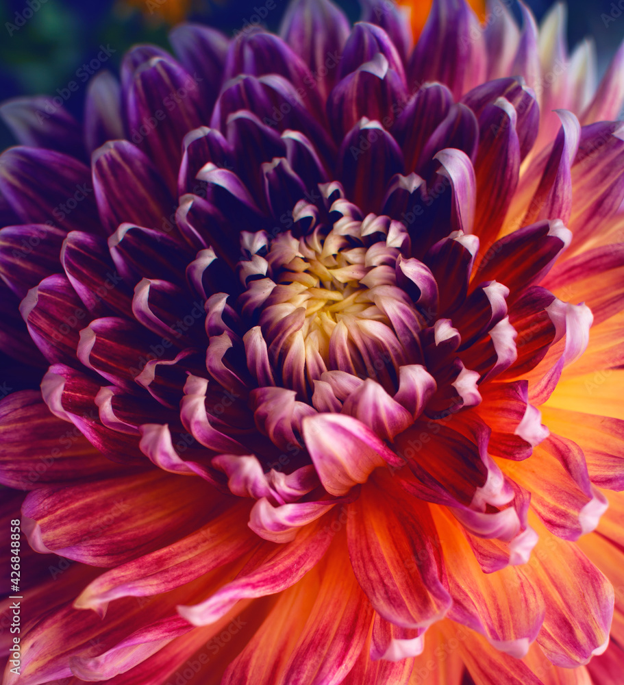 Multi-colored dahlia. Garden flower. Close-up Multi-colored dahlia. Garden flower. Close-up
