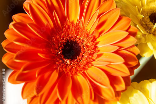 close up of a red gerbera flower  red flower background