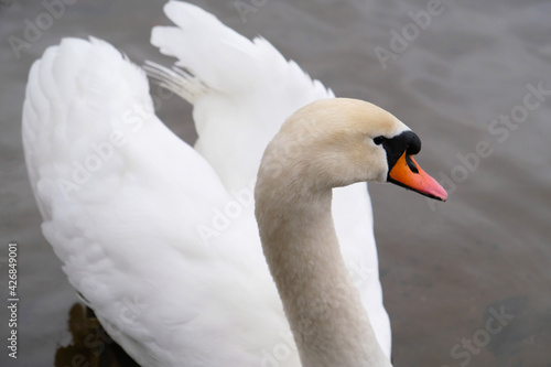 Portrait of white swan with orange beak on lake background. One whooping swan swims in the water. Magical landscape with wild bird (Cygnus olor). Copy space. Water drops on the swan's neck and head.