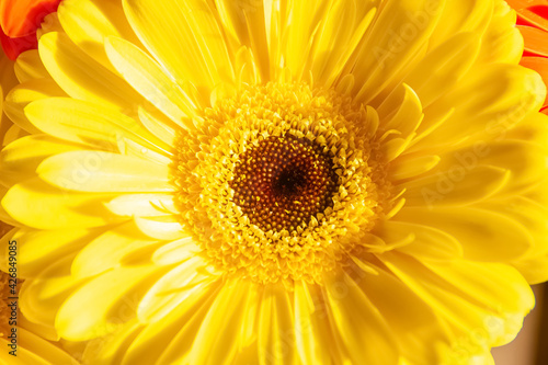 close up of a yellow gerbera flower  yellow flower background