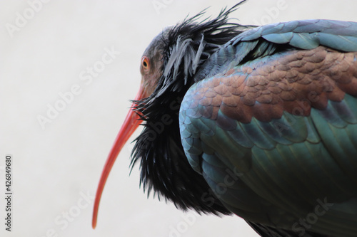 northern bald ibis in the zoo photo