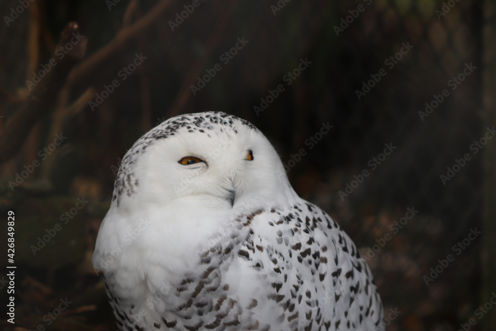 Fototapeta premium snow owl in the zoo