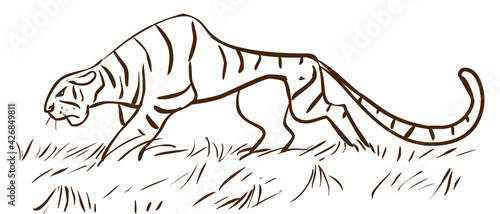 Photography Tiger walking vector