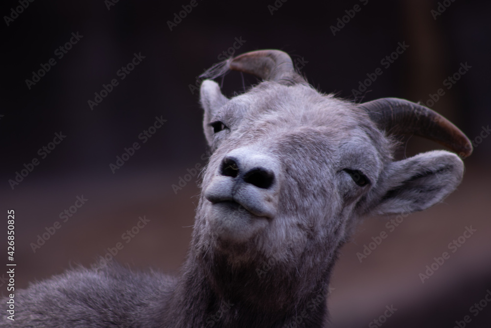 bighorn sheep in zoo bighorn sheep in zoo