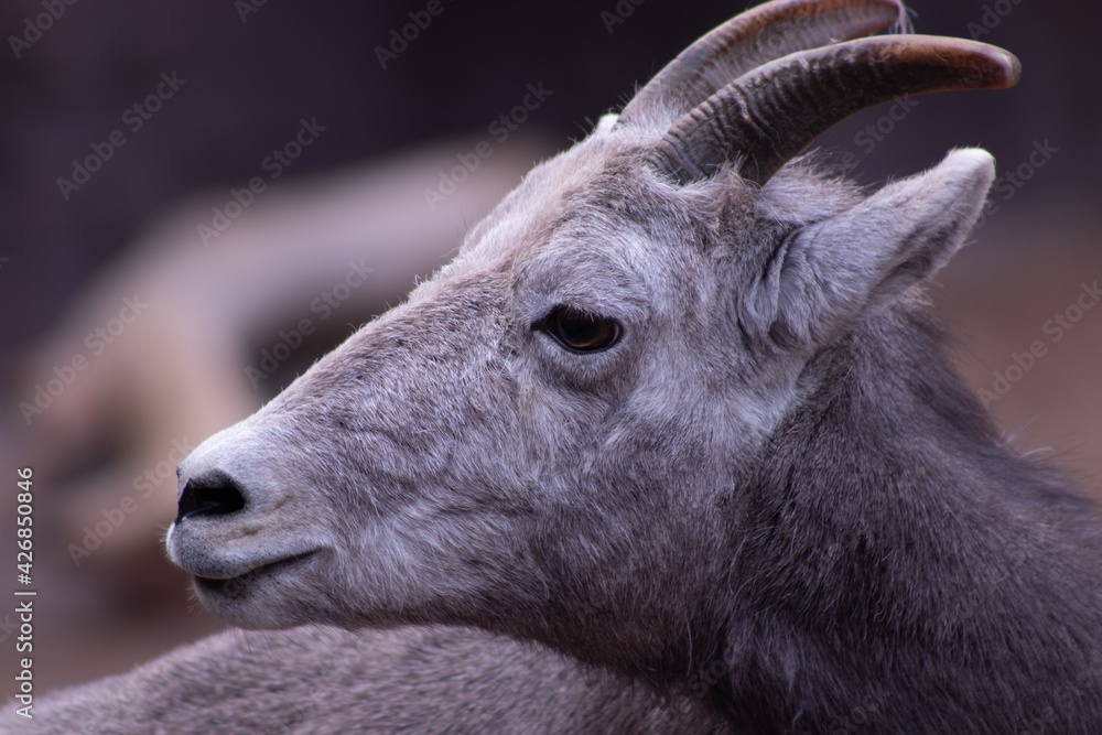 bighorn sheep in zoo bighorn sheep in zoo
