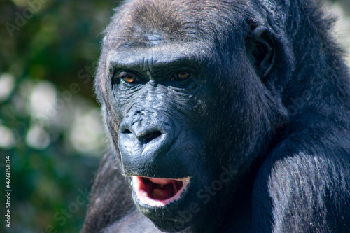 portrait of a gorilla © Ingrid