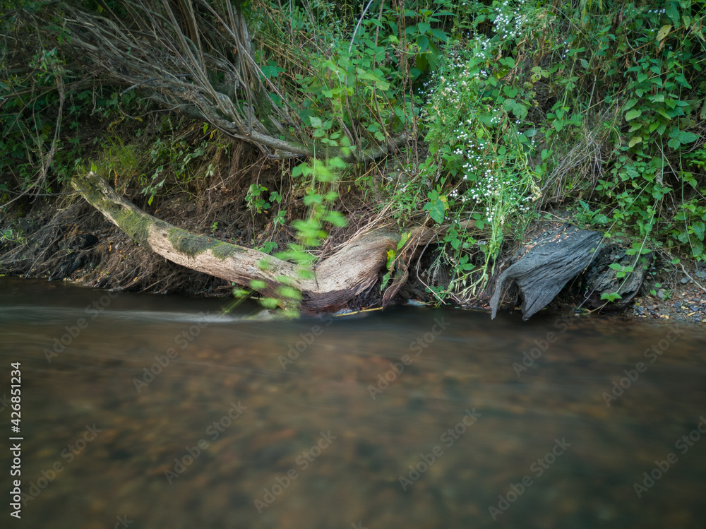 Fluvial erosion, water washed soil from roots of old dead trees, shallow fast stream and steep grassy riverbank Fluvial erosion, water washed soil from roots of old dead trees, shallow fast stream and steep grassy riverbank