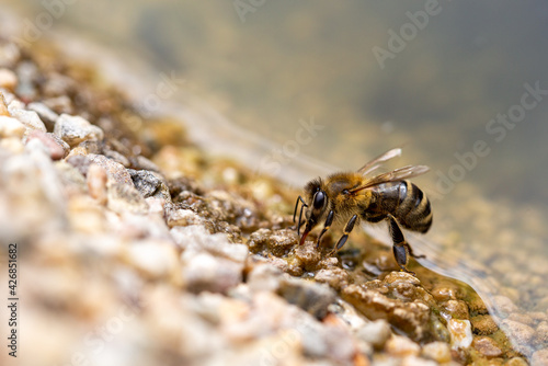 Biene beim trinken © Stefan