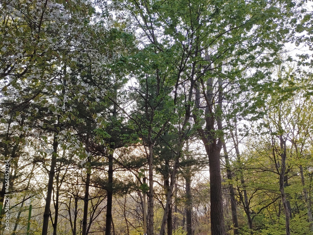 Fototapeta premium trees in the forest