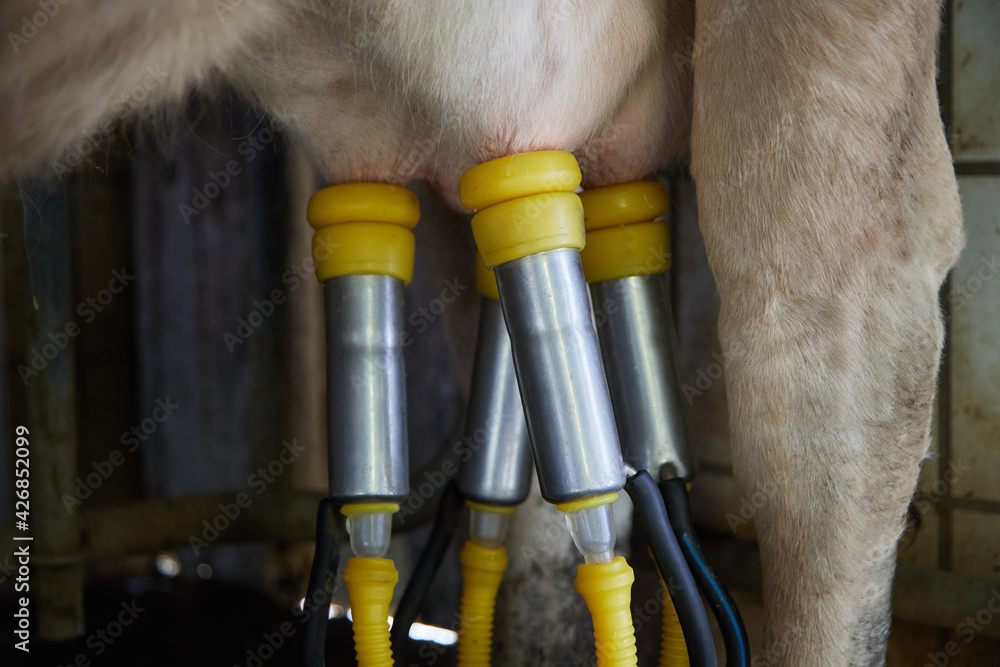 Dairy cows are usually milked in the morning and evening with a milking machine. The milkers bring the animals to the milking parlor, pre-milk them and clean the udder and teats. Detail shot. Dairy cows are usually milked in the morning and evening with a milking machine. The milkers bring the animals to the milking parlor, pre-milk them and clean the udder and teats. Detail shot.
