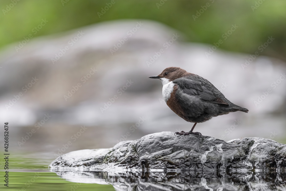 The wonderful Dipper perched on riverbank (Cinclus cinclus) The wonderful Dipper perched on riverbank (Cinclus cinclus)