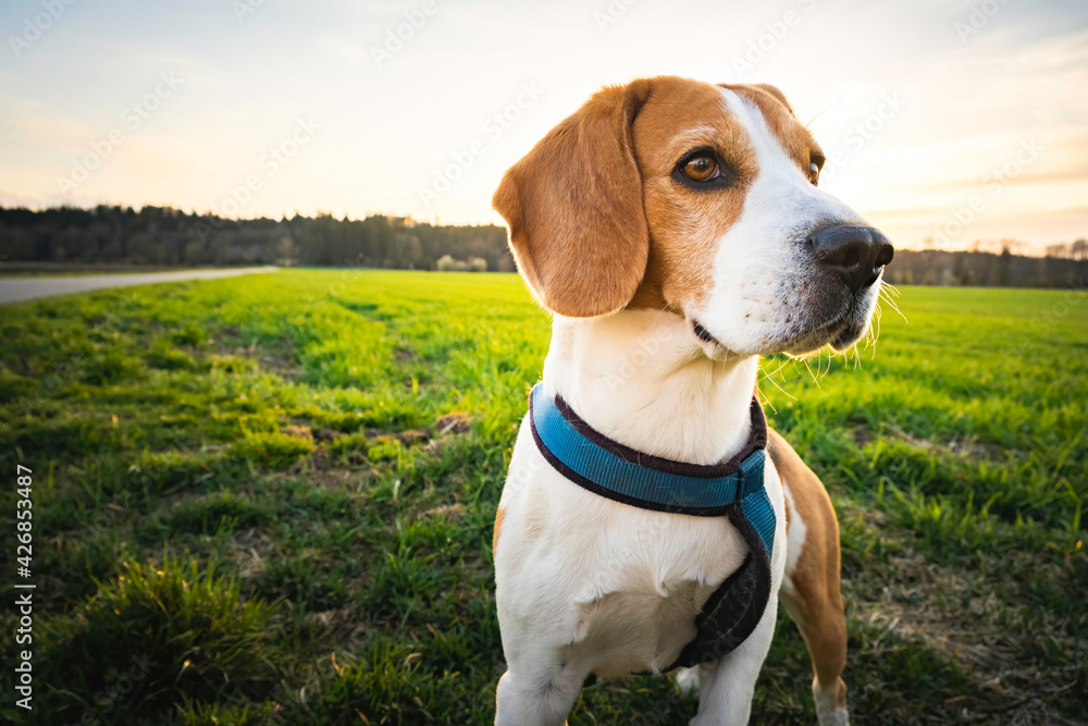 Beagle dog on Rural area. Sunset in nature