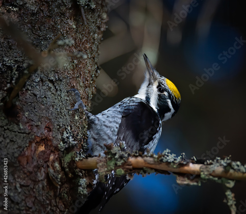 Three toed woodpecker Picoides tridactylus on a tree looking for food in sunset and sunrise. photo