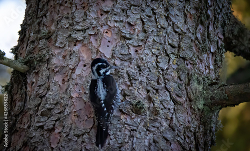 Three toed woodpecker Picoides tridactylus on a tree looking for food in sunset and sunrise.