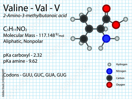 Valine - Val - V - Essential Amino Acid molecular formula, chemical structure, pKa, pKb, codons, mass. 2D Ball and stick model on school paper sheet background.