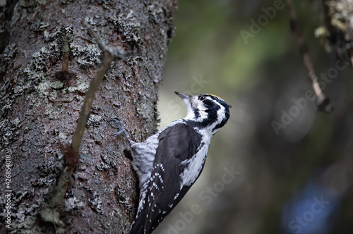 Three toed woodpecker Picoides tridactylus on a tree looking for food in sunset and sunrise. photo