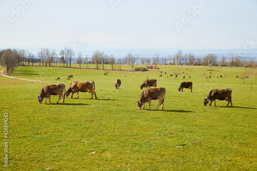 Cows on the pasture. Alps in the distance. Cows are ruminants and eat what we don't like: grass, clover and hay. ... Up to 70 kilos of fresh grass and 80 to 180 liters of water fit in a cow. 