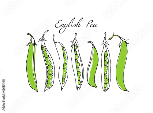 Vector card with hand drawn English pea pods. Beautiful food design elements, ink drawing