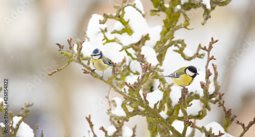 Cyanistes caeruleus and major sitting on a branch in winter and in the snow. photo