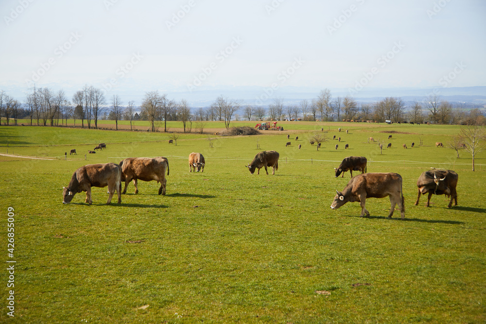 Cows on the pasture. Alps in the distance. Cows are ruminants and eat what we don't like: grass, clover and hay. ... Up to 70 kilos of fresh grass and 80 to 180 liters of water fit in a cow.
