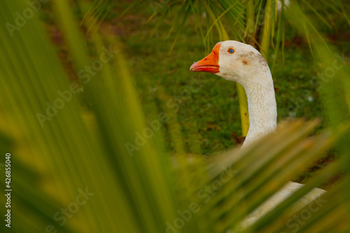 Um pato com a cabeça erguida acima da grama. Foto feita no lago do Parque Balneário. photo