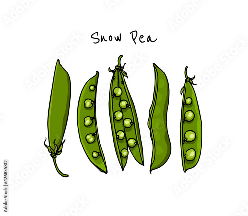 Vector card with hand drawn Snow Pea pods. Beautiful food design elements, ink drawing