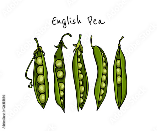 Vector card with hand drawn English pea pods. Beautiful food design elements, ink drawing