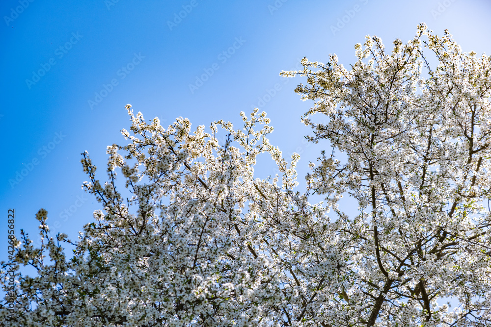Branch of a blossoming tree with beautiful white flowers Branch of a blossoming tree with beautiful white flowers