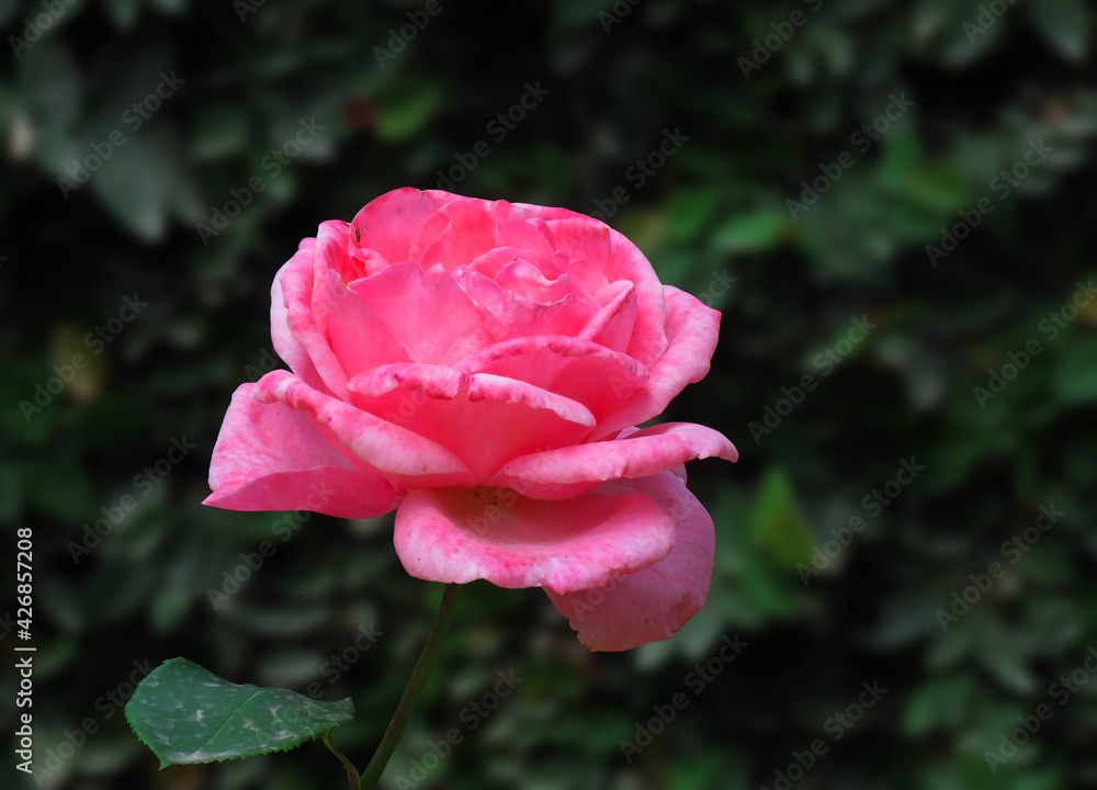 pink rose in the garden.blur background, beautiful rose pink rose in the garden.blur background, beautiful rose