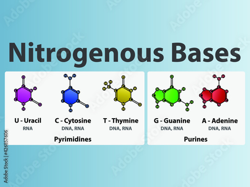 Nitrogenous bases of nucleotides - Uracil, Cytosine, Thymine, Guanine, Adenine biomolecules used in synthesis of RNA and DNA. Biochemistry infographic for chemistry and biology education