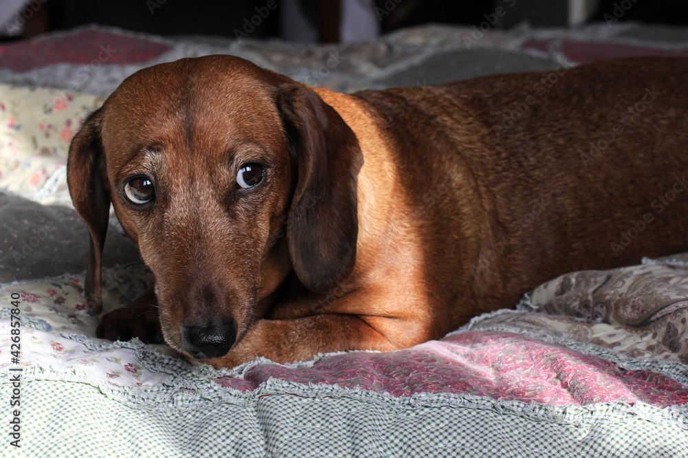 A dachshund with a slightly gray muzzle lies on the bed and looks guilty. A dachshund with a slightly gray muzzle lies on the bed and looks guilty.