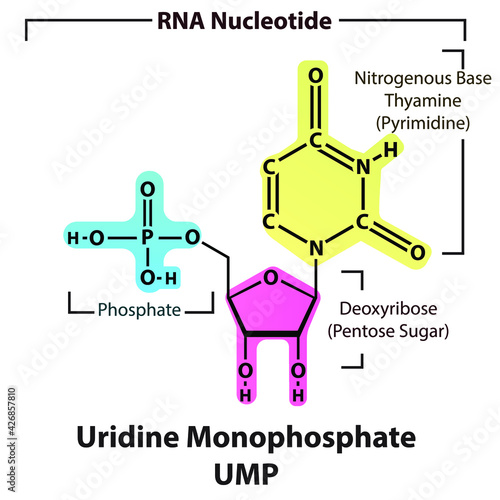 Uridine Monophospate UMP Nucleotide strcuture, building block of RNA molecule - sugar, phosphate and nitrogenous base.