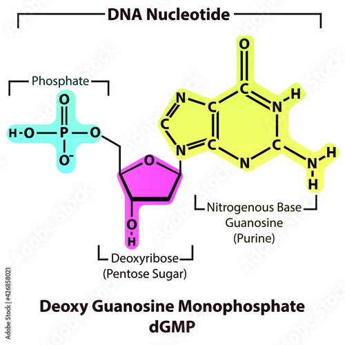 Deoxy Guanosine Monophosphate dGMP Nucleotide structure, building block of DNA molecule - sugar, phosphate and nitrogenous base.