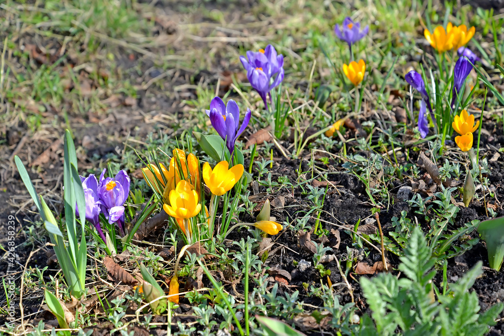 Flowering crocuses (Crocus L.) on the lawn. Spring Flowering crocuses (Crocus L.) on the lawn. Spring