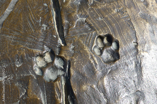 Fossilized dog prints frozen in concrete close-up.