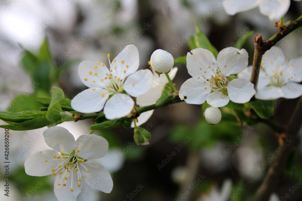 Fototapeta premium wonderful tree blooming in spring